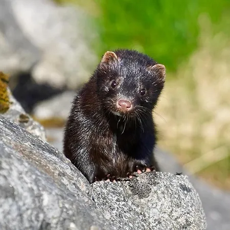 Lofoten - The Saltery