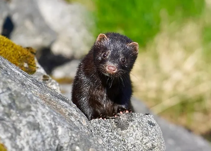 Lofoten - The Saltery